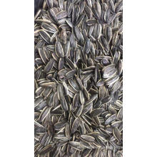 New Crop Chinese Sunflower Seeds 361/601/5009 Sunflower Seed Kernel